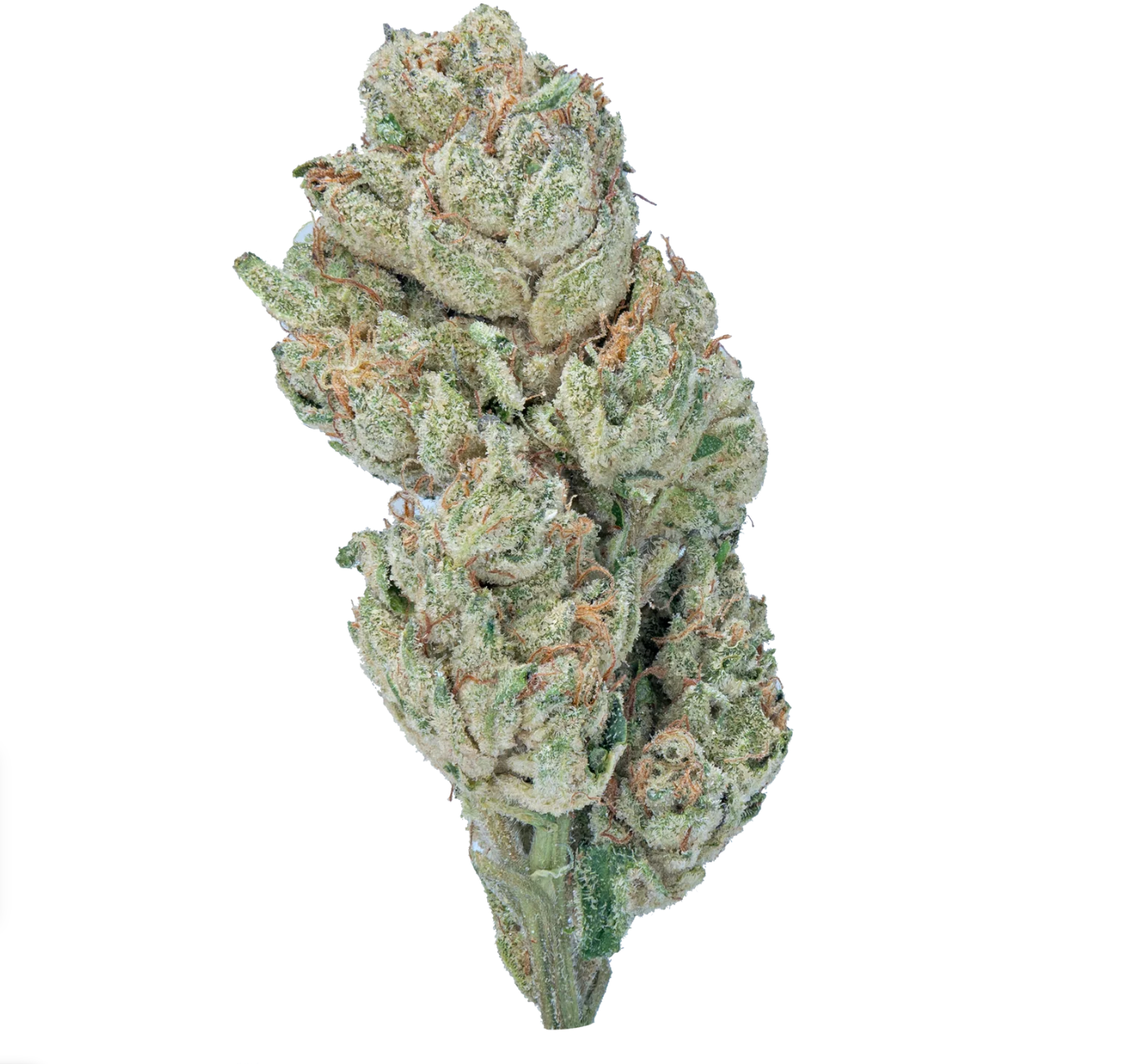 BULK - Light Assist Flowers